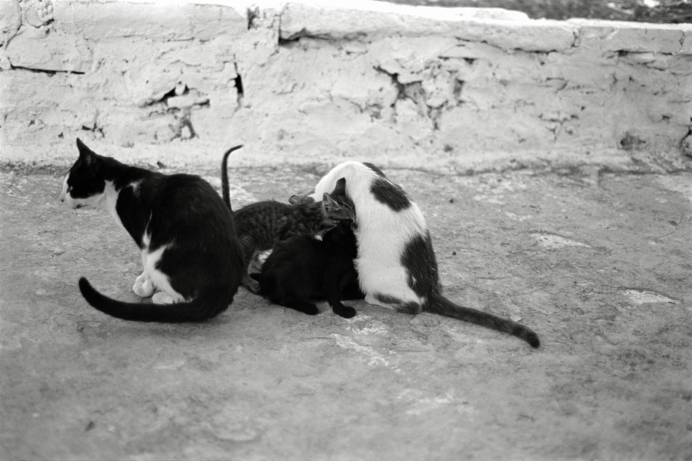 AHP F1991 09 003 sc240914 img07 NLP